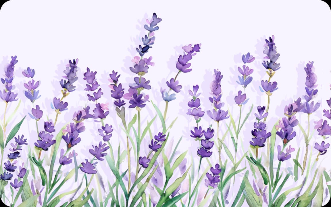 Aquarellillustration mit blühendem violettem Lavendel